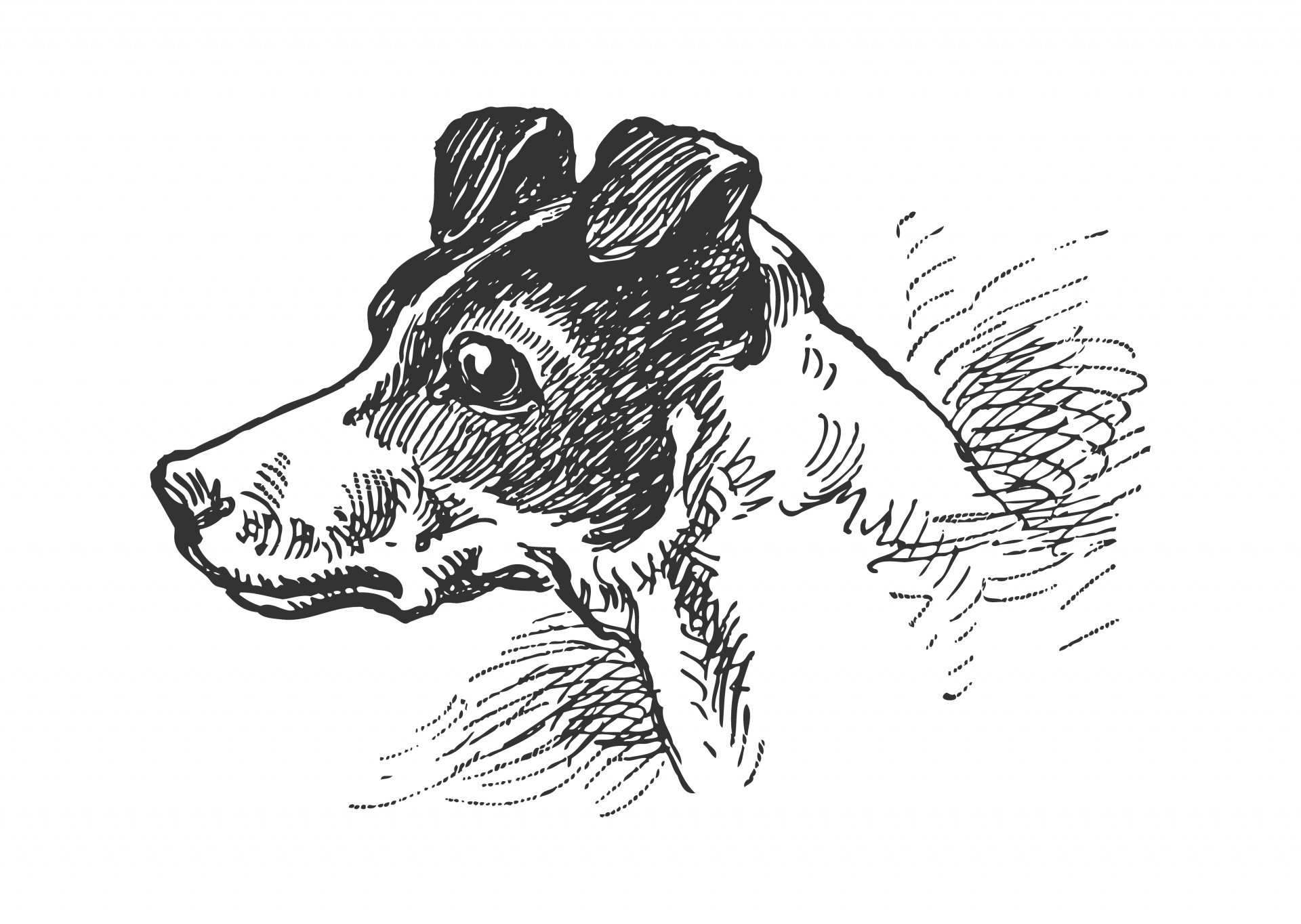 Photo of Example Dog 2